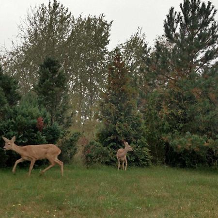 Ferienwohnung Am Kustenwald تراسينهيد المظهر الخارجي الصورة